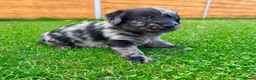 Labradoodle dogs for sale: F1 Labradoodle Merle Babies 🐾🐾🐾 - Advert 15