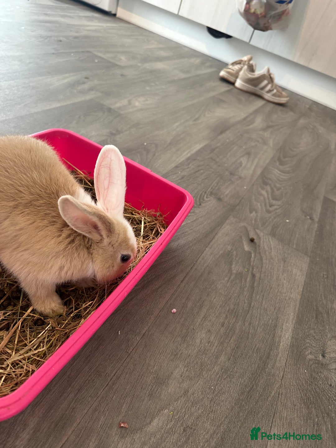 Mixed Breed rabbits for sale: Beautiful bunnies - Advert 2