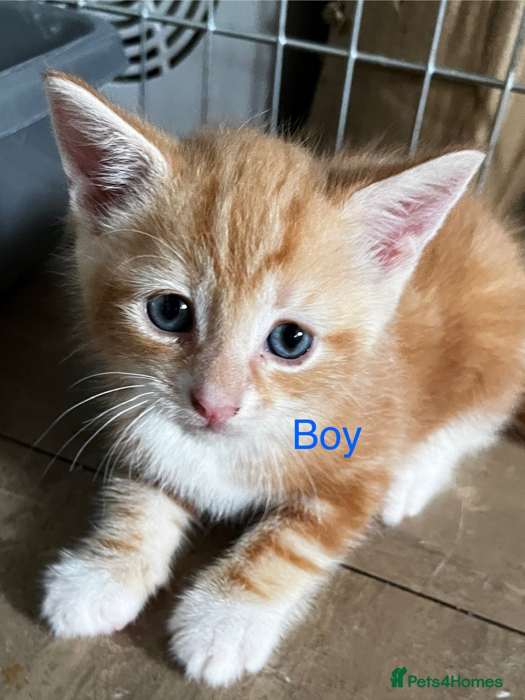 Mixed Breed cats for sale: 3 ginger kittens 🐈 - Image 10