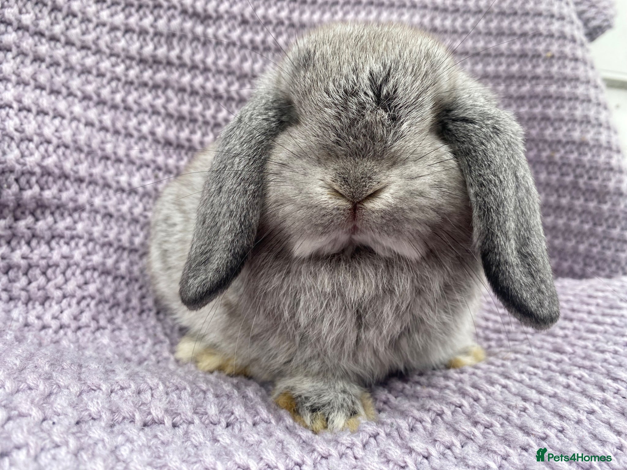 Mini Lop rabbits Mini lop  - Advert 19