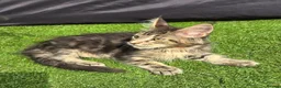 Maine Coon cats for sale: Last Boy Ready now Tica MaineCoon  - Advert 12