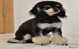 Miniature Poodle dogs for sale: SMALL SIZE MINIATURE PUPPIES RARE COLOUR DNA TEST - Image 29