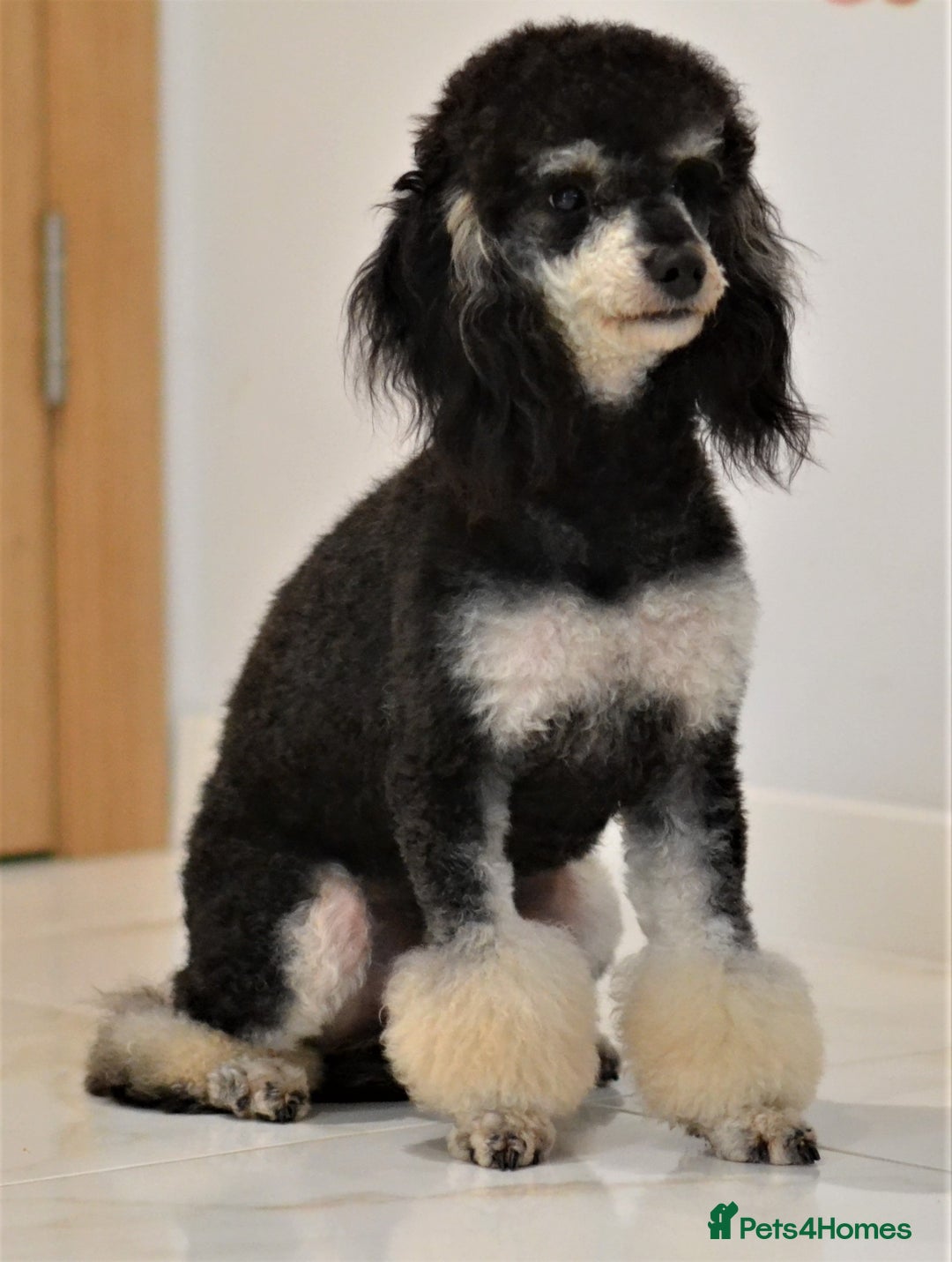 Miniature Poodle dogs for sale: SMALL SIZE MINIATURE PUPPIES RARE COLOUR DNA TEST - Image 29