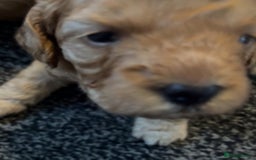 Mixed Breed dogs for sale: Male boys - Image 3
