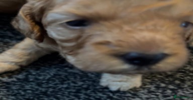 Mixed Breed dogs - Advert 1