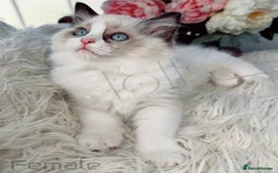 Ragdoll cats for sale: Beautiful,affectionate ragdoll ready for their 🏡 - Image 7