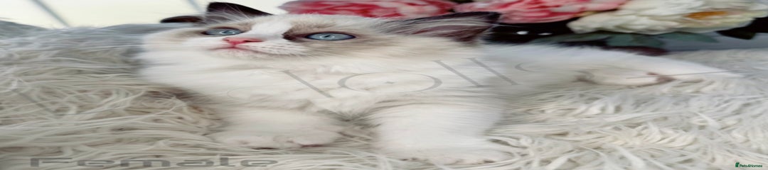 Ragdoll Kitten 7