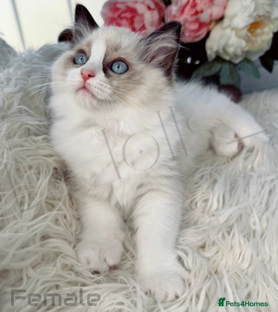 Ragdoll cats for sale: Beautiful,affectionate ragdoll ready for their 🏡 - Image 7