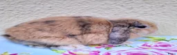 Mini Lop rabbits for sale: Pedigree Mini Lops in Tamworth - Advert 13