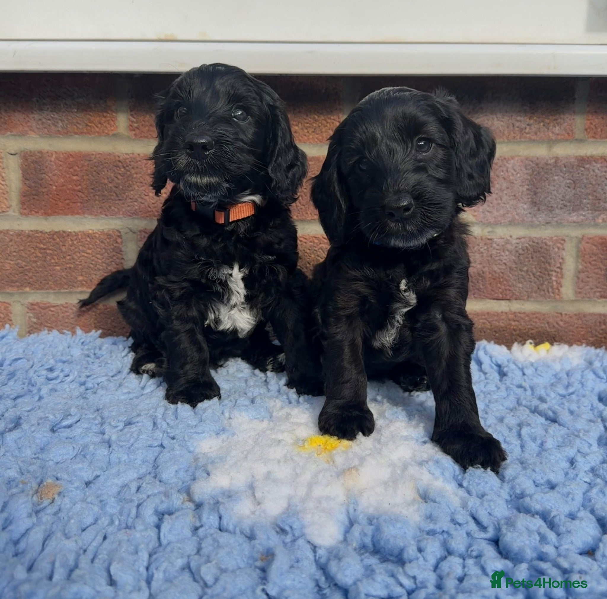Cockapoo dogs ⭐️ F1 Cockapoo Health Tested - Last 2 puppies  ⭐️ - Advert 1