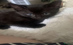 Mixed Breed cats for sale: Two beautiful female kittens  in Wolverhampton - Image 5