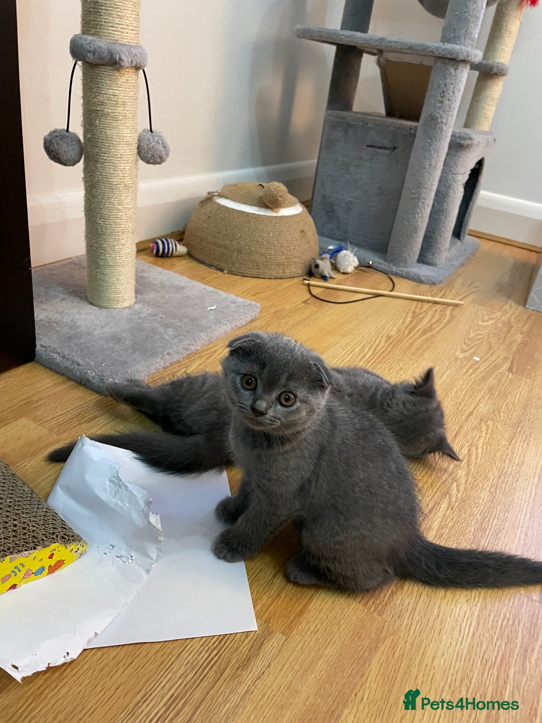 Scottish Fold cats for sale: PURE BREED SCOTTISH FOLD KITTENS 🐾 in Twickenham - Image 23