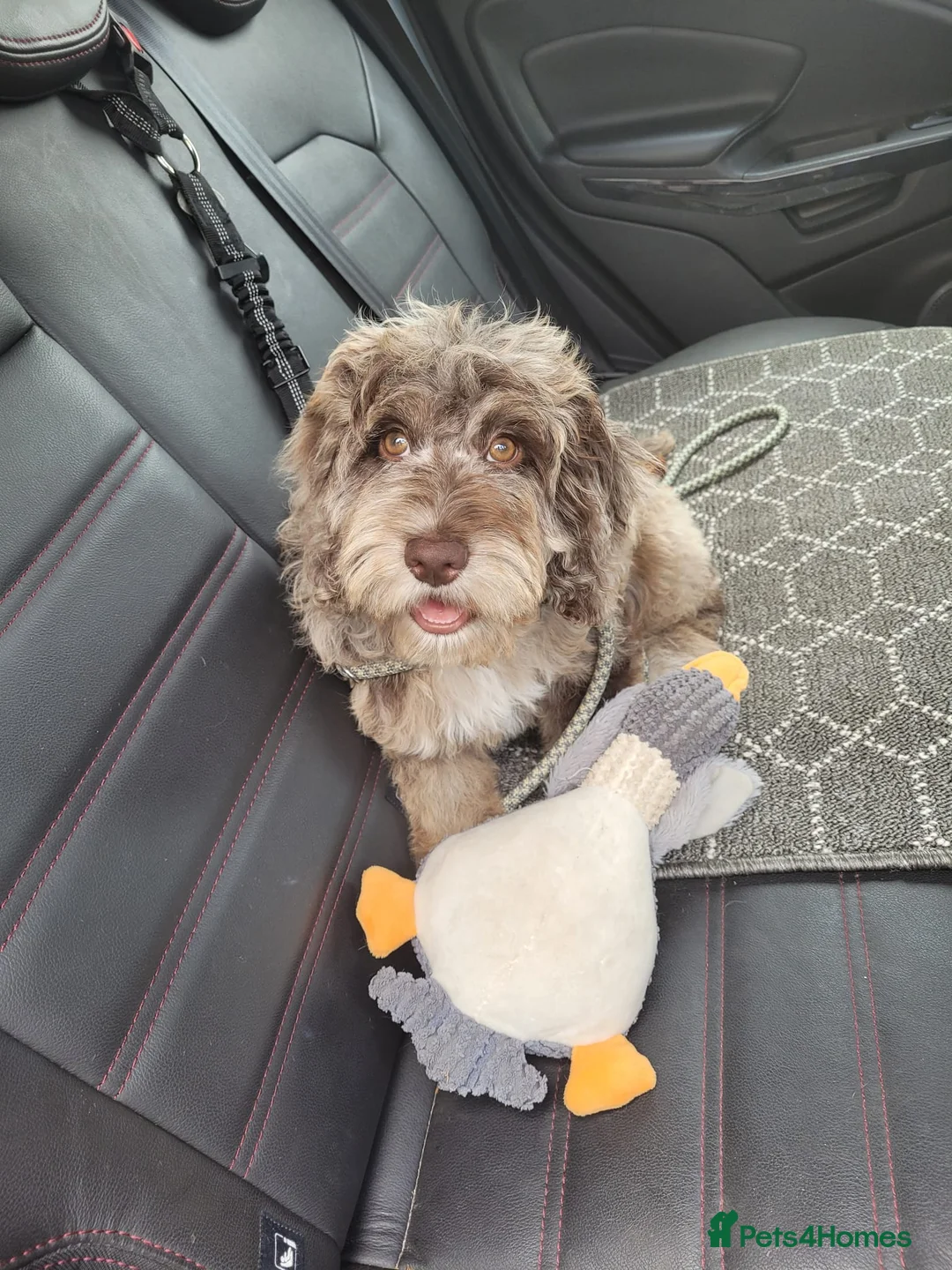 Miniature Poodle dogs for stud: Chocolate Merle Miniature Poodle for stud in Warrington - Advert 30