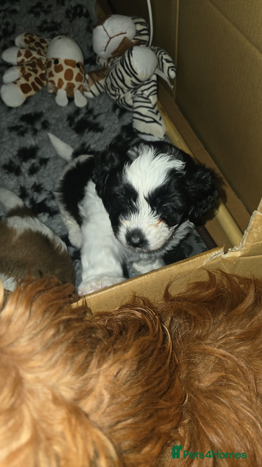 Mixed Breed dogs for sale: Beautiful litter of pomshis  - Advert 8