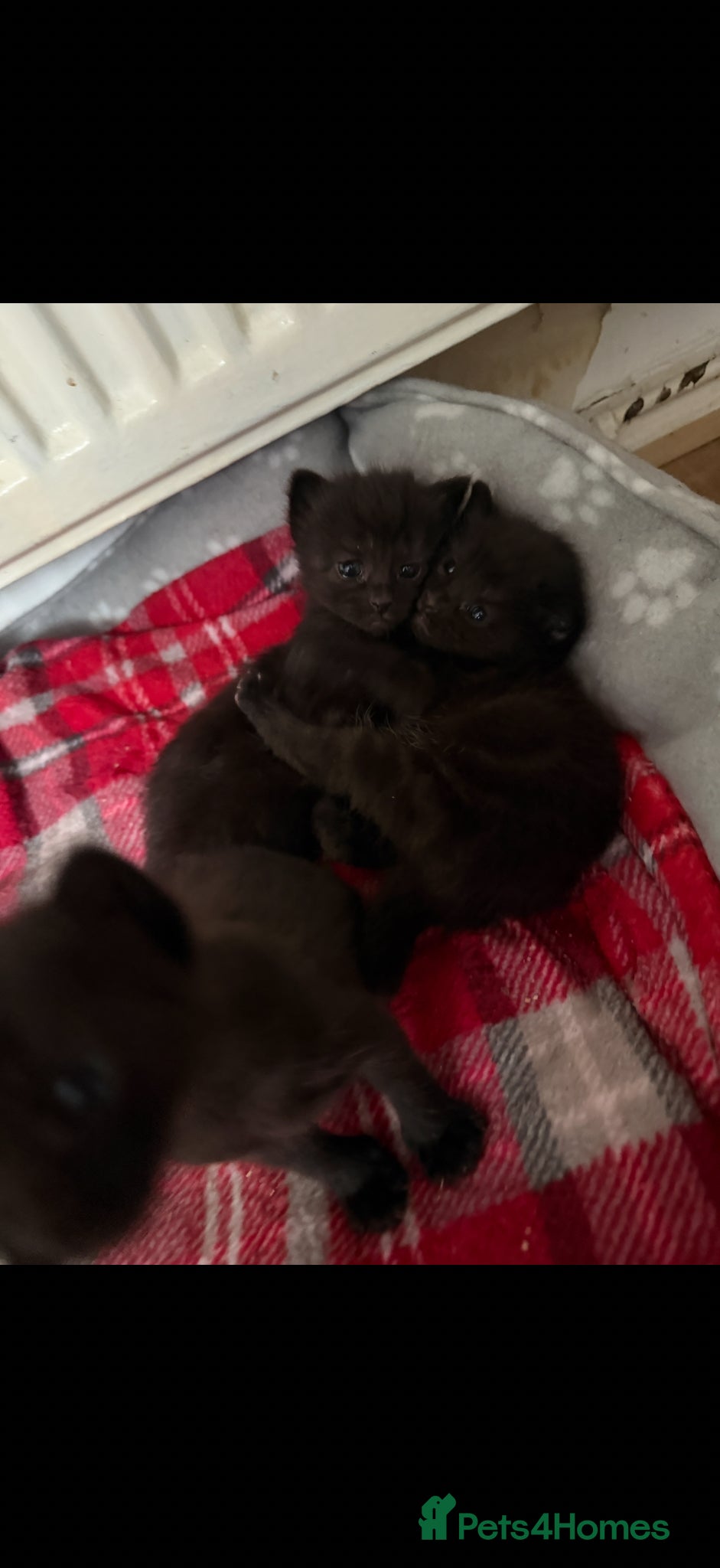 Domestic Shorthair cats 3 adorable babies are looking for home - Advert 6