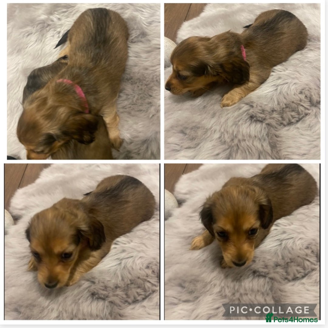 Miniature Dachshund dogs for sale: 5 miniature Dachshund puppies in Doncaster - Advert 2