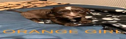 Cocker Spaniel dogs for sale: 8 beautiful working cocker spaniel puppies - Advert 5