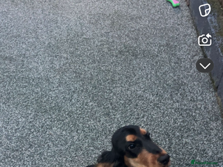 Cocker Spaniel dogs Cocker spaniel bitch puppy - Advert 3