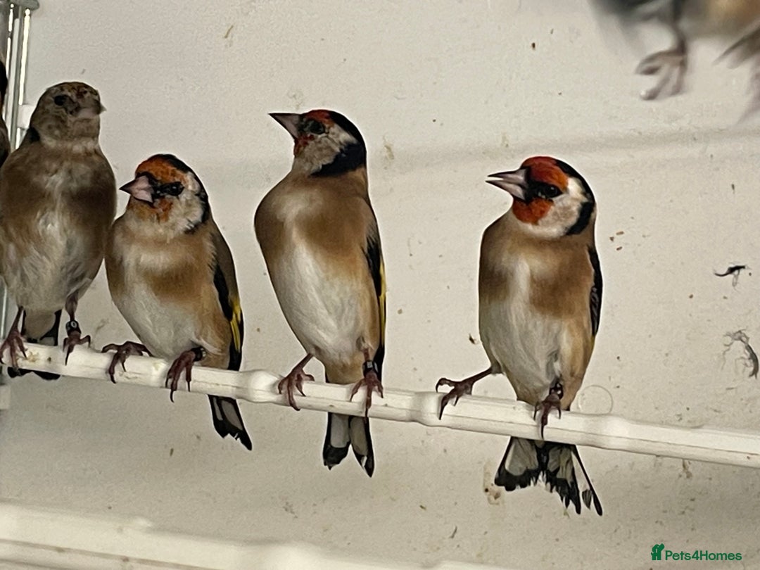 Finches birds for sale: Goldfinch  - Advert 17