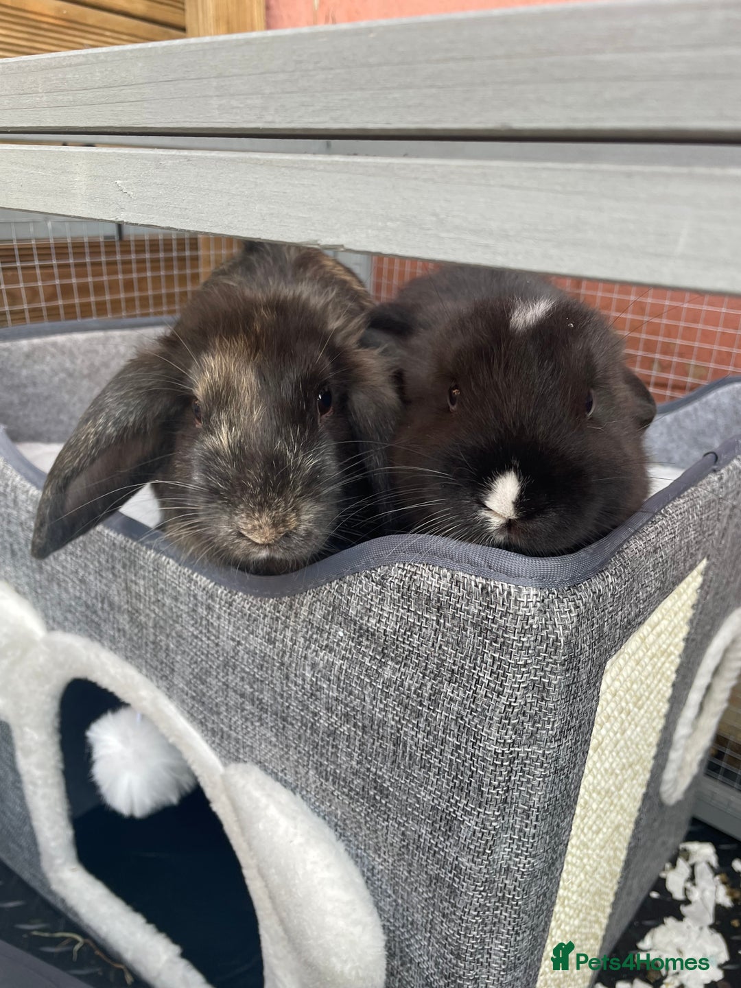 English Lop rabbits for sale: Rabbits  - Image 5