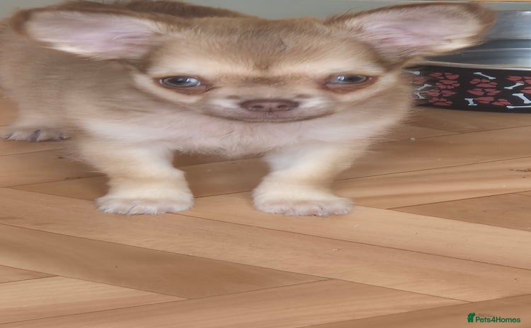 Chihuahua dogs - Advert 2
