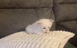 Ragdoll cats for sale: Stunning Ragdoll Boy Kitten - Image 6