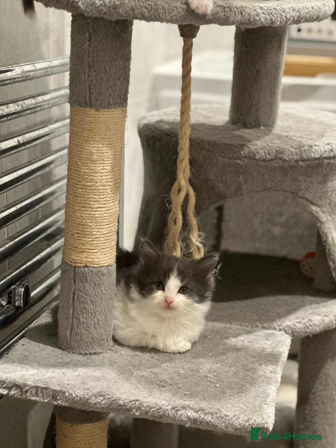 Mixed Breed cats for sale: Beautiful toe eaters!  - Image 6