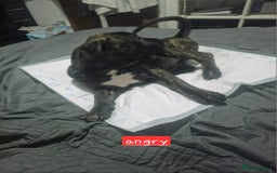 Mixed Breed dogs for sale: Pure Cane corso / pure presa canario puppies. - Image 7