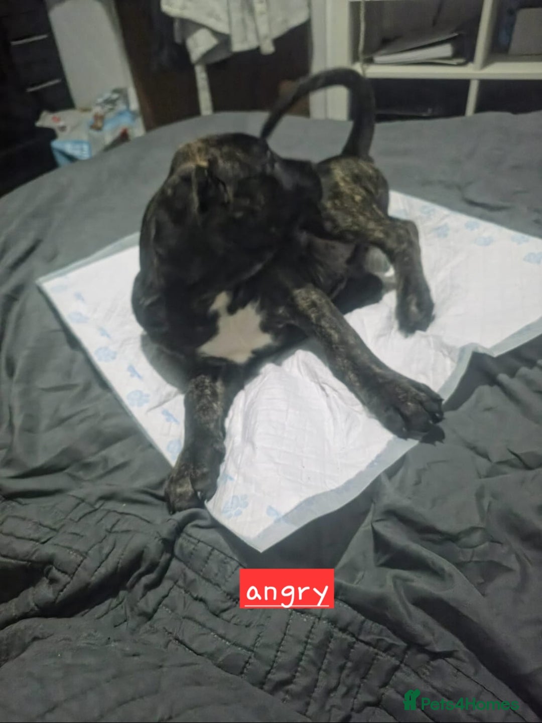 Mixed Breed dogs for sale: Pure Cane corso / pure presa canario puppies. - Image 7