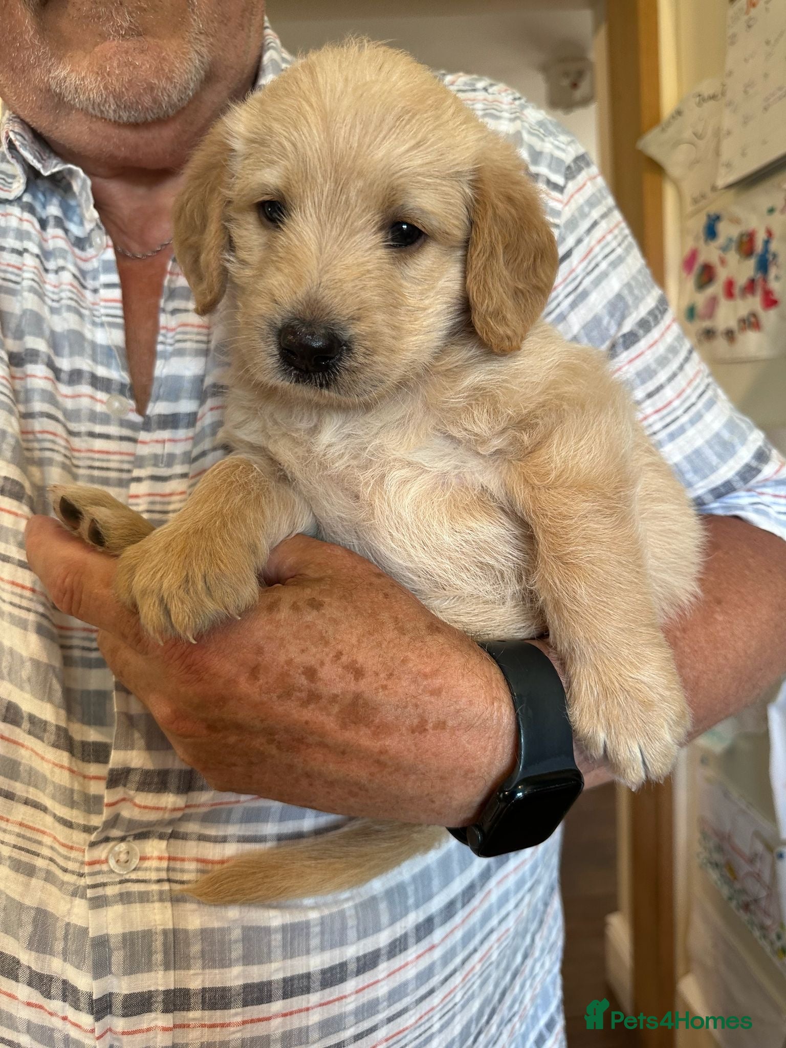 Labradoodle dogs Beautiful happy labradoodle puppies Ready 15.07.26 - Advert 2