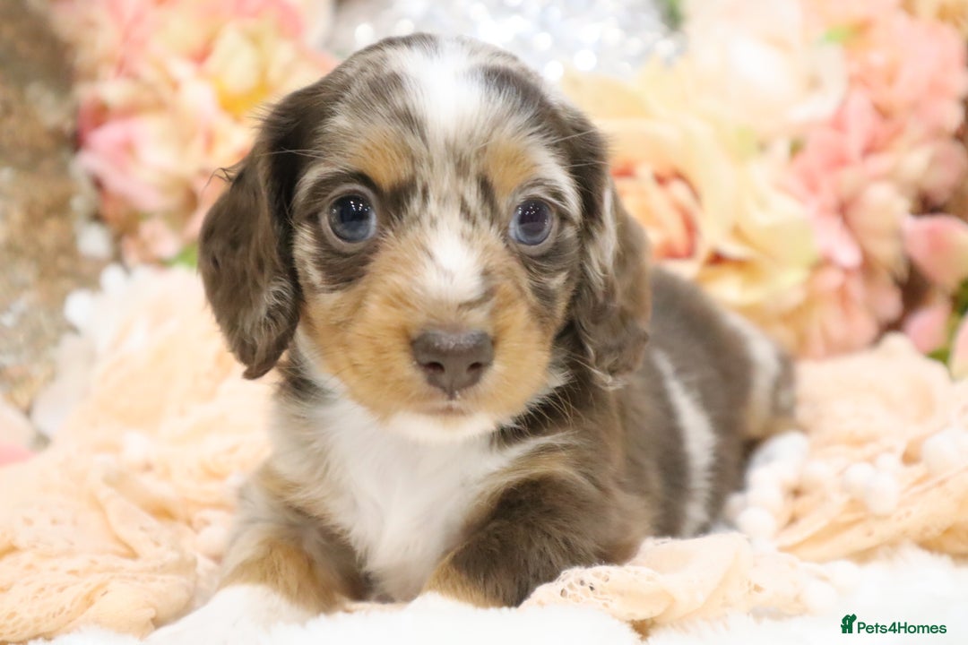 Miniature Dachshund dogs for sale: KC Miniature Dachshund Puppies - Advert 6