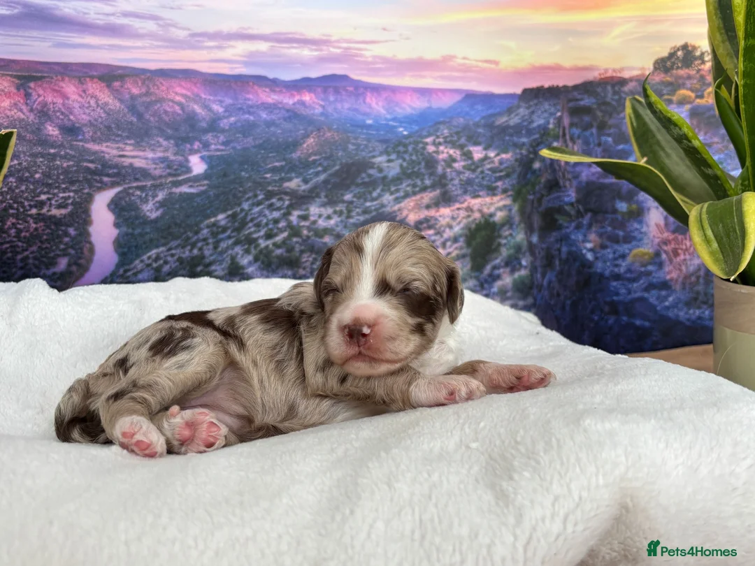 Sproodle dogs for sale: ✨RARE TRICOLOUR TUXEDO MERLE SPROODLES🐾❤️✨ TESTED - Advert 2