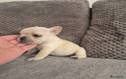 French Bulldog dogs for sale: Stunning French bulldog puppies 5 boys 2 girls  - Image 12