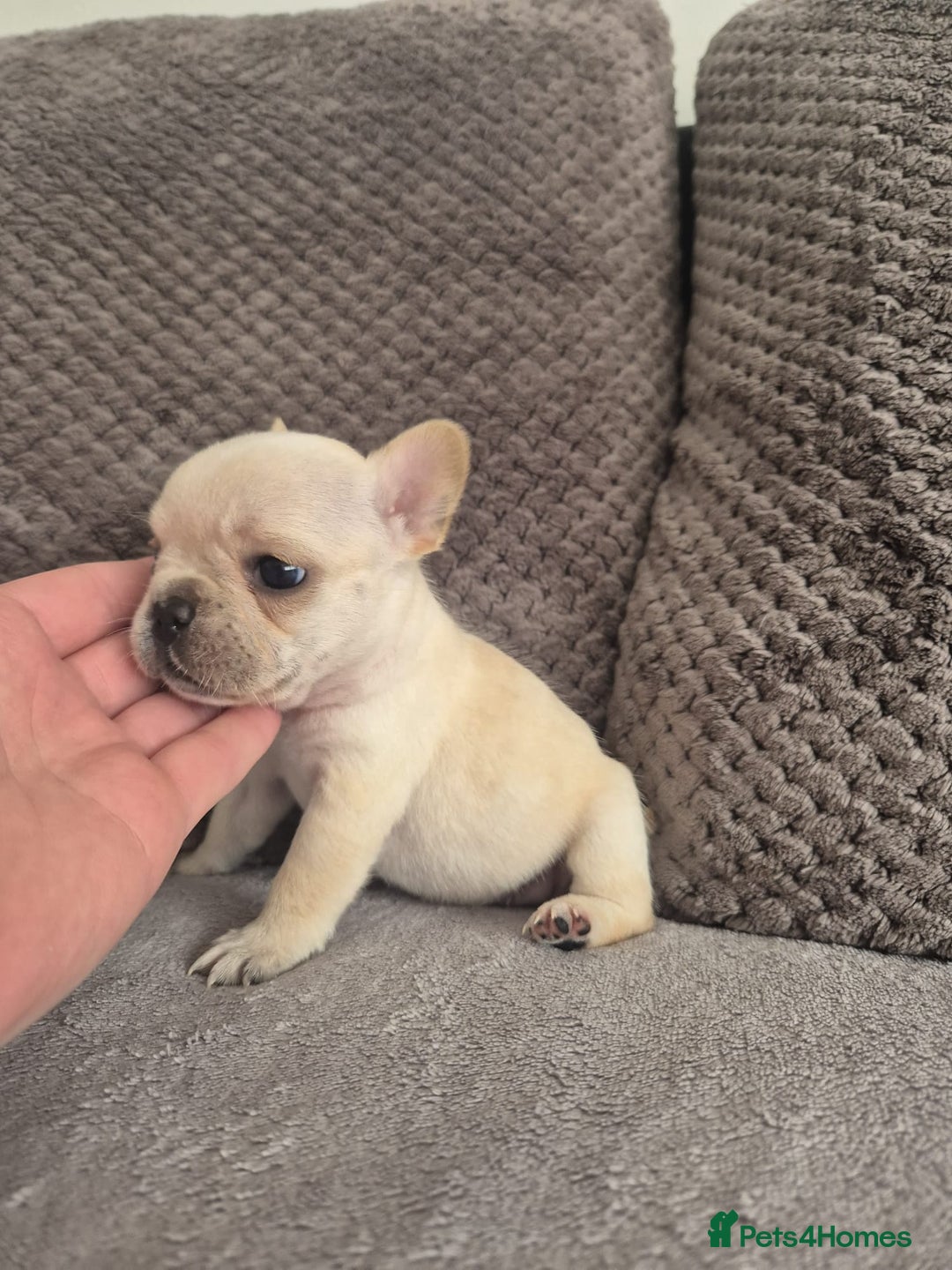 French Bulldog dogs for sale: Stunning French bulldog puppies 5 boys 2 girls  - Image 12