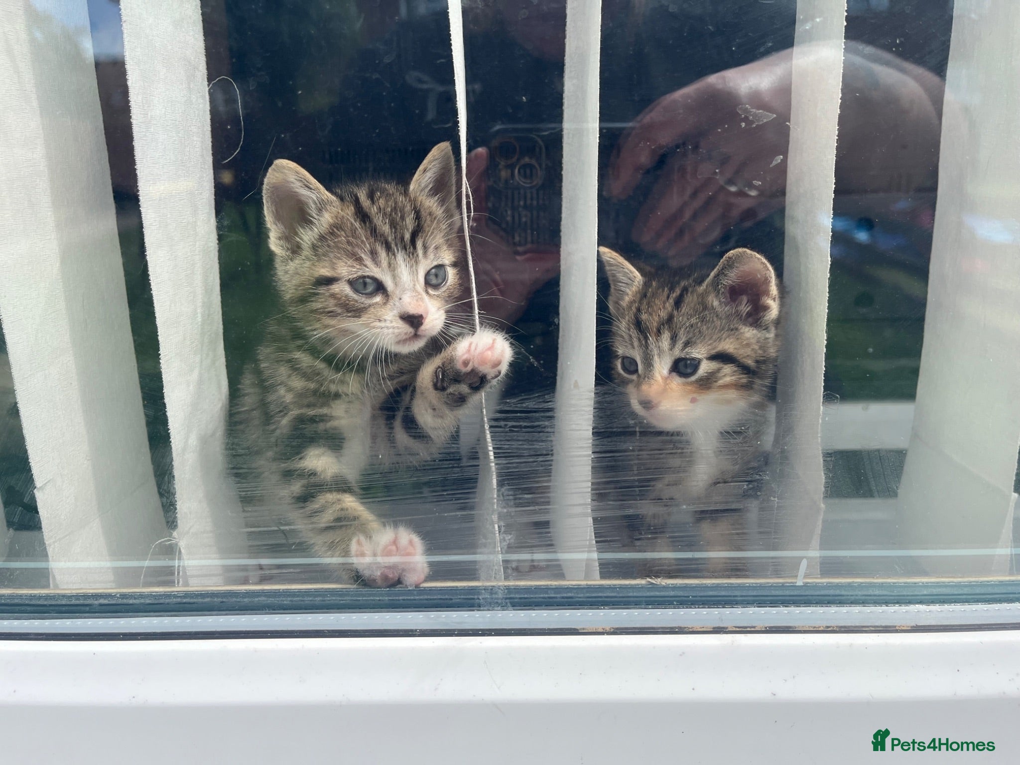 Bengal cats Bengal cross kittens - Advert 2