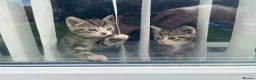 Bengal cats for sale: Bengal cross kittens - Advert 1