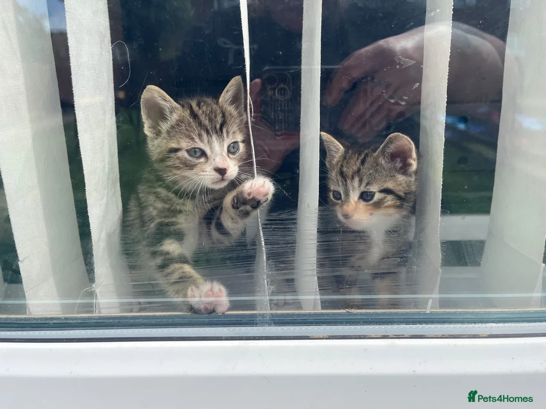 Bengal cats for sale: Bengal cross kittens - Advert 1