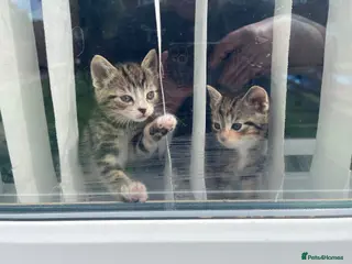 Bengal cats Bengal cross kittens - Advert 17