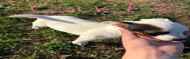 Jack Russell 2