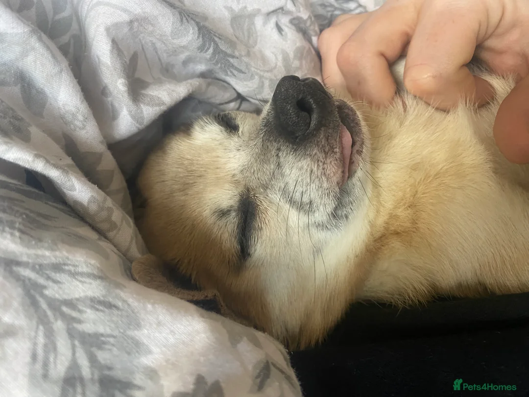 Chihuahua dogs for sale: Bailey 8 years old  - Advert 7