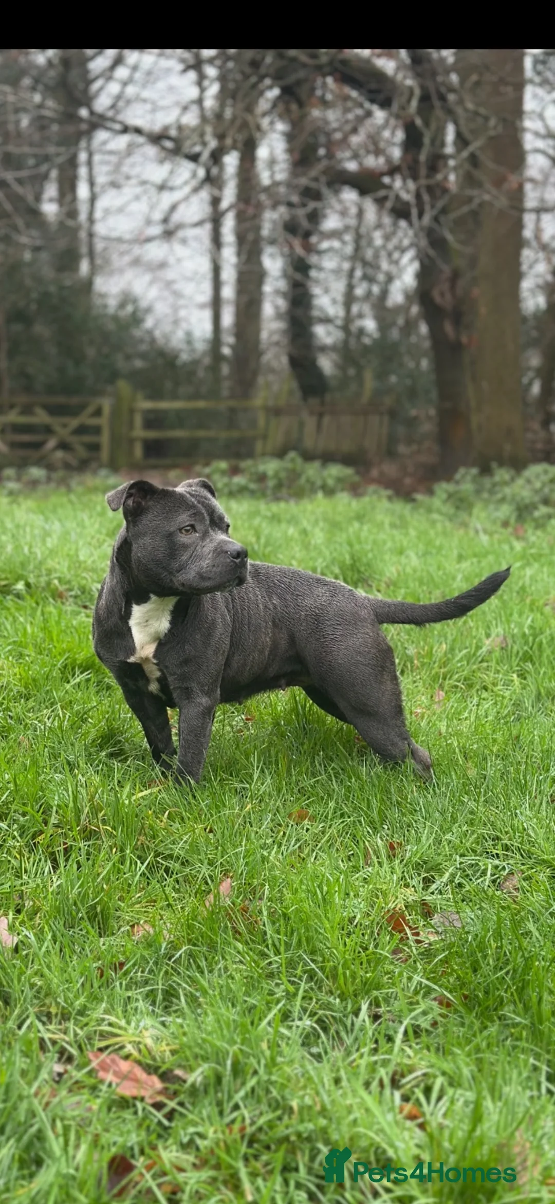 Staffordshire Bull Terrier dogs for sale: 💙 champion Staffordshire bull terriers for sale💙 in Durham - Advert 2