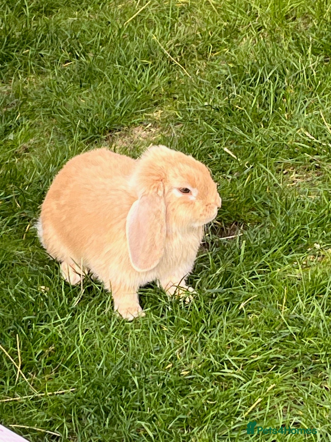Mini Lop rabbits for sale: Mini Lop Lovely Bunny - Advert 2