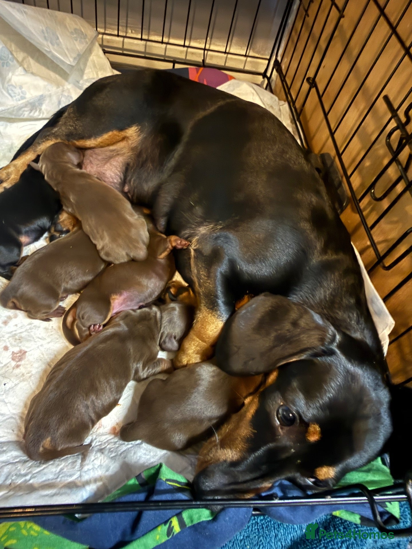 Dachshund dogs Dachshund - Advert 1