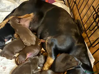 Dachshund dogs Dachshund - Advert 1