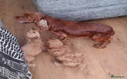 Cockapoo dogs for sale: Beautiful F1 red/golden cockapoo puppies - Image 17