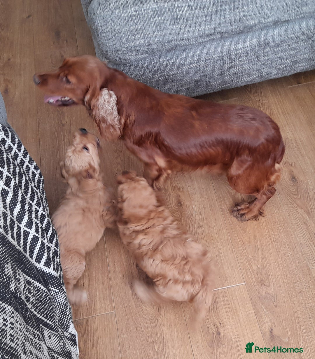 Cockapoo dogs for sale: Beautiful F1 red/golden cockapoo puppies - Image 17