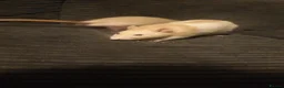 Rat rodents for sale: 2 male dumbo rats  - Advert 3