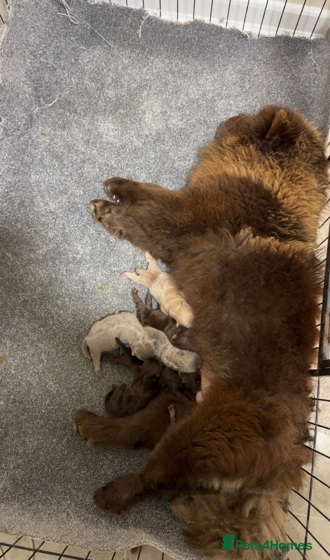 Chow Chow dogs for sale: Teddy Bear Chow Chow Puppies RKC  in Wakefield - Advert 4