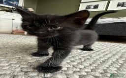 British Longhair cats for sale: Longhair & Shorthair Kittens - Image 18