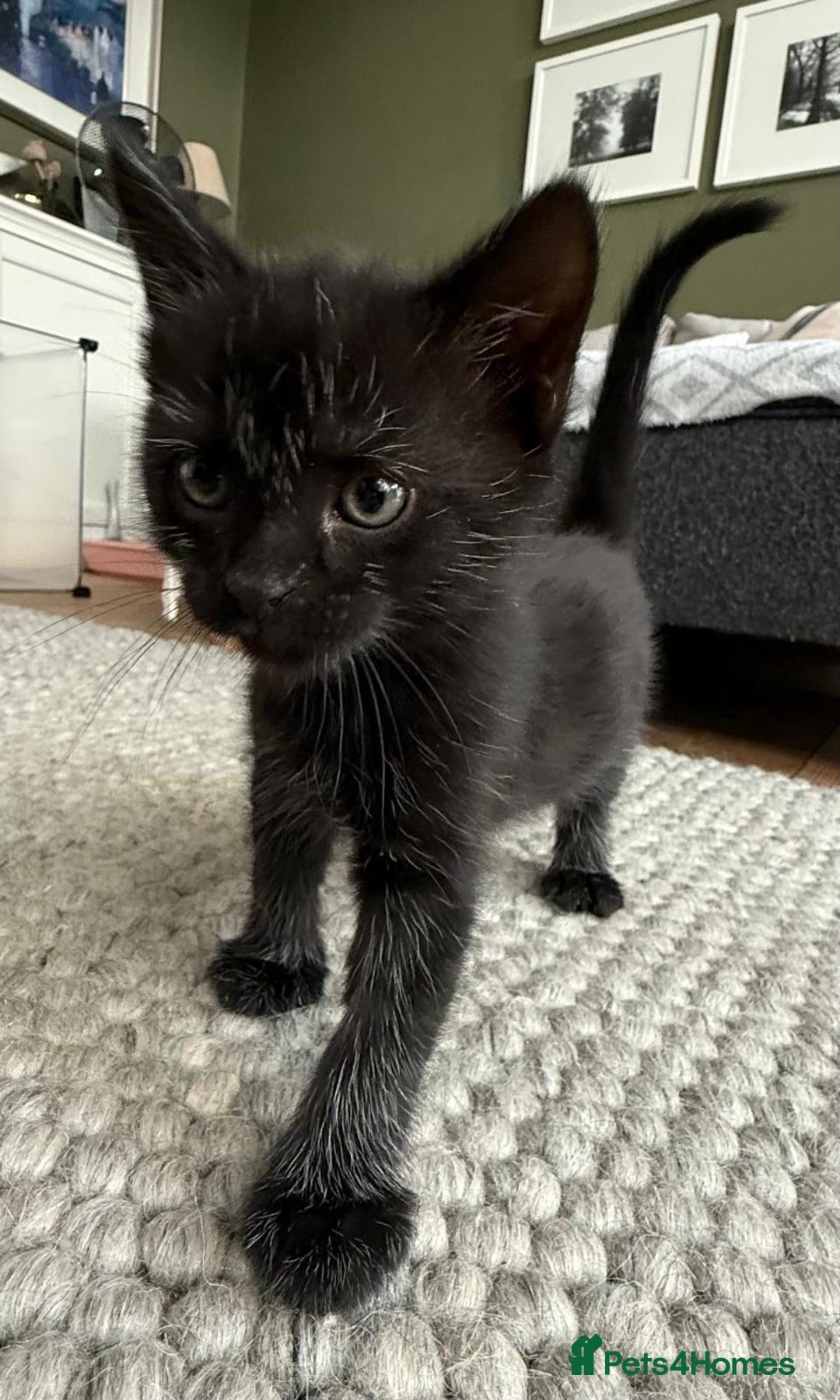 British Longhair cats for sale: Longhair & Shorthair Kittens - Image 18